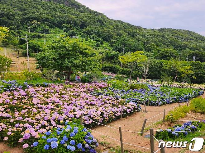 부산 가덕도 외양포에 수국이 만개해 절정을 이루고 있다.(강서구청 제공)