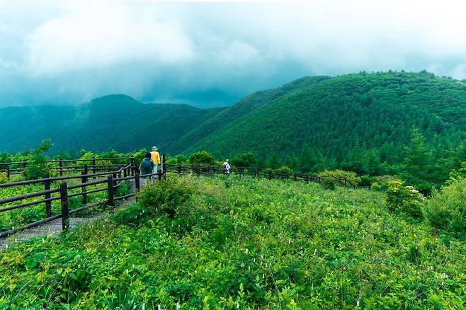 태백 야생화 트레킹은 두문동재에서 시작해 금대봉, 분주령, 대덕산을 거쳐 한강 발원지인 검룡소로 내려오는 코스가 대표적이다. 태백시 제공