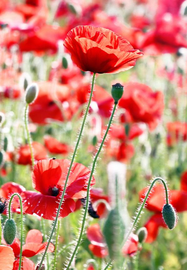 햇살을 마주하고 역광으로 개양귀비를 들여다 보면 줄기와 꽃봉오리에 나 있는 하얀 잔털을 자세히 볼 수 있습니다.