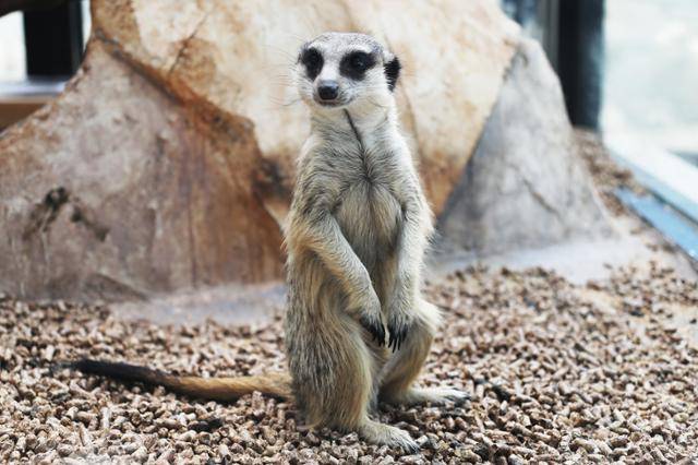 주토피움의 검은꼬리프레리독. 보초를 서는 군인처럼 굴을 파다 경계하고 있다. ⓒ박준규