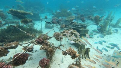 Transplanted coral at the restoration site (Image source: N. Nazurally, EcoMode Society)