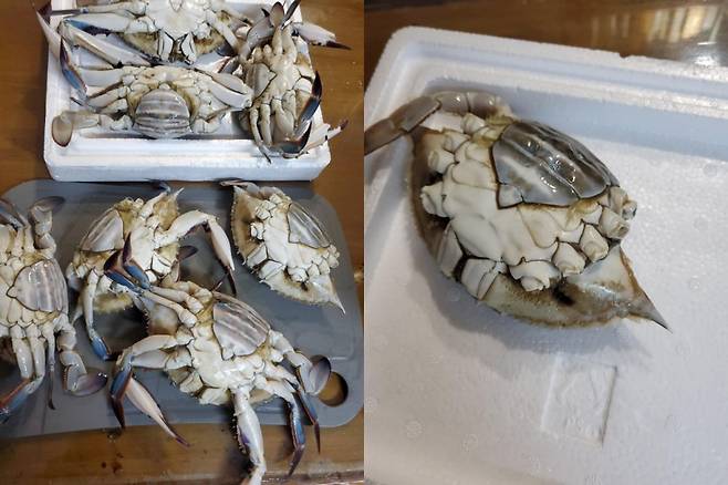 소래포구에서 꽃게 바꿔치기 피해를 입었다는 주장이 또 제기됐다. /사진=온라인 커뮤니티