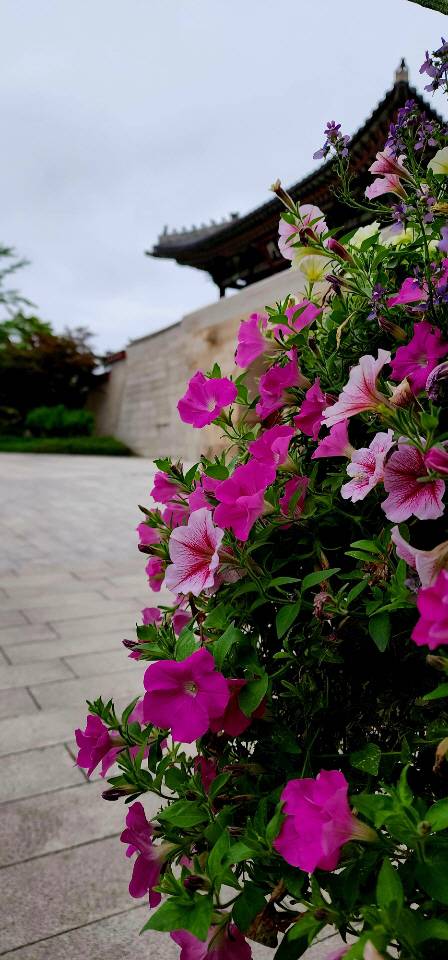 경복궁 뒤편과 청와대 앞을 장식한 페튜니아 꽃 빨강, 분홍, 하양 등 색상이 다양하다 .  2022년 6월 26일 촬영