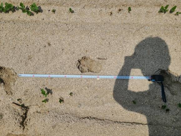 지난 24일 경북 영주시 한 밭에 표범으로 추정되는 발자국 여러 개가 발견됐다는 신고가 접수돼 영주시 환경보호과 직원이 현장을 조사하고 있다. 영주시 제공
