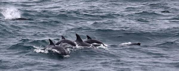 국내 돌고래 스팟 제주 신도포구 / 온라인 커뮤니티