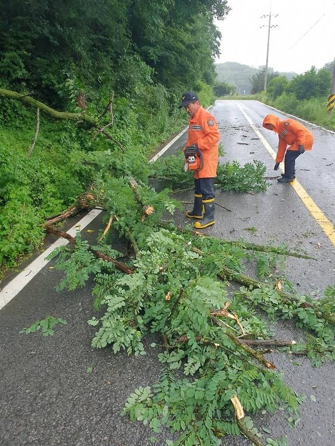 안동시 와룡면 도로에 쓰러진 나무  [경북도소방본부 제공]