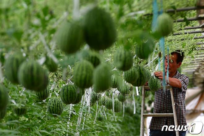 26일 오후 경북 포항시 남구 연일읍 중명리에 있는 옹골농장 비닐하우스에서 농장주 박병찬씨가 애플 수박을 수확하고 있다. 포항시는 2019년부터 소비트렌드 변화에 대응해 소형 수박 시범 재배단지를 조성했다.2023.6.26/뉴스1 ⓒ News1 최창호 기자