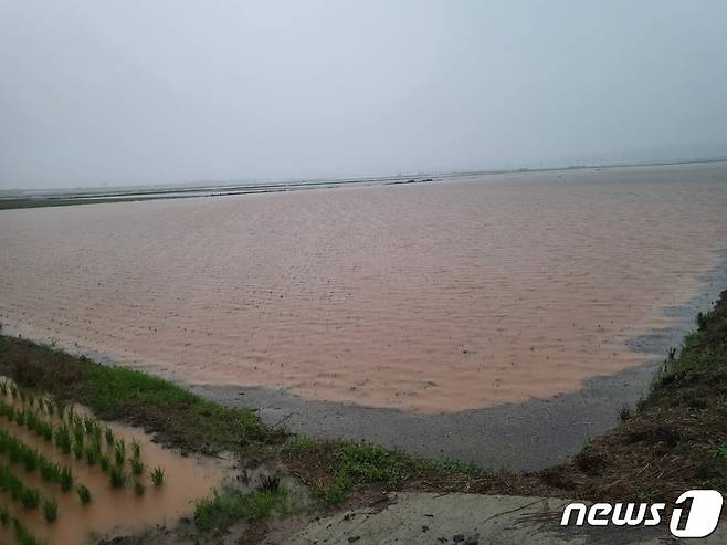 28일 오전 집중호우로 인해 전남 함평군의 한 논이 침수돼 있다.(전남도 제공) 2023.6.28/뉴스1