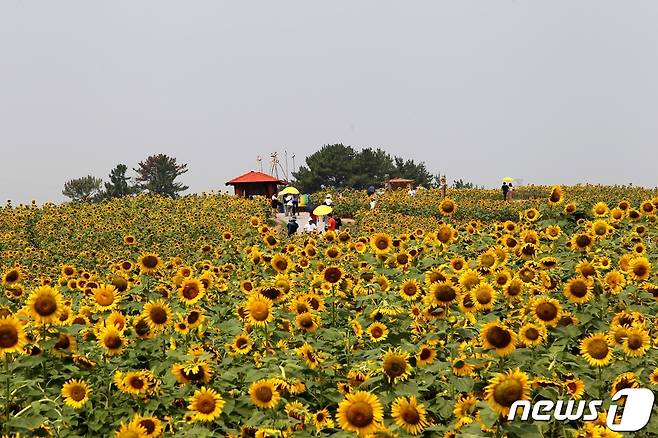 지난 2019년 강주해바라기 축제 현장.(함안군 제공)