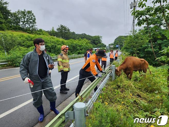 탈출한 소 구조 작업(합천축협 제공).