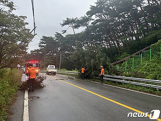 태안군 안면읍 창기리 인근 나무가 쓰러져 도로가 일시 차단되는 피해가 났다.(태안군 제공)/뉴스1