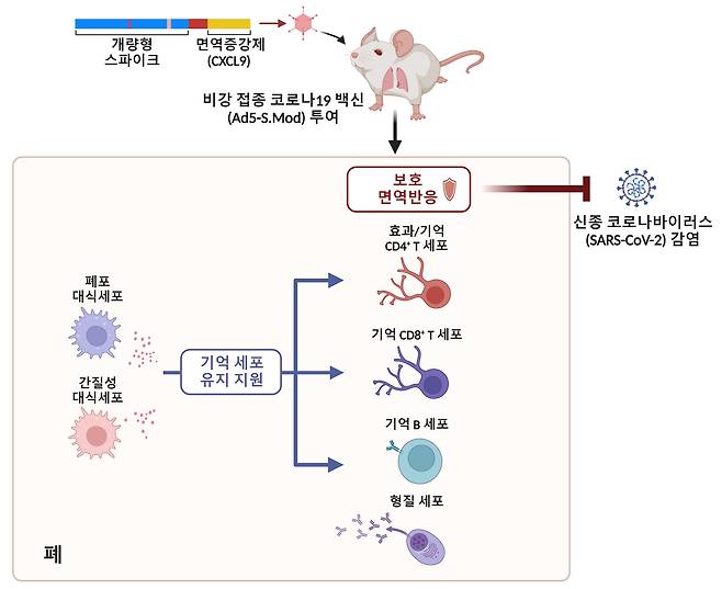 이홍규 한국과학기술원(KAIST) 의과학대학원 교수 연구팀이 개발한 아데노바이러스 벡터 플랫폼의 비강 접종 코로나19 백신 모식도./KAIST