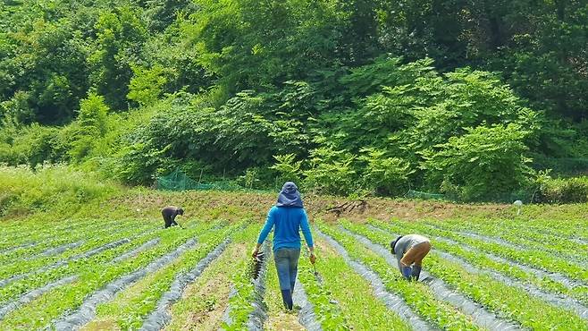 필리핀에서 온 공공형 국외 계절노동자들이 지난 27일충북 괴산군 불정면의 콩밭에서 일하고 있다. 오윤주 기자