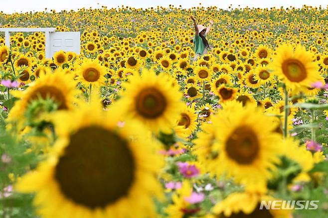 [안성=뉴시스] 김종택 기자 = 중부지방에 장마가 소강상태를 보인 28일 경기도 안성시 안성팜랜드를 찾은 시민들이 활짝 핀 해바라기 꽃밭을 걸으며 추억을 남기고 있다. 2023.06.28. jtk@newsis.com