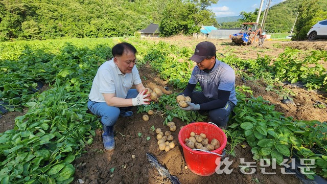 양승수 충남 공주 신풍농협 조합장(왼쪽)과 이세희 신풍농협감자작목회장이 (주)오리온으로 납품될 감자의 품질을 살펴보고 있다.