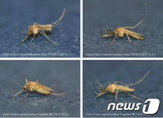 작은빨간집모기. ⓒ News1 강남주 기자