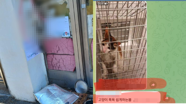 지난해 9월 경북 포항시에서 수년간 길고양이를 살해한 사건(왼쪽)과 경기 화성시 일대에서 길고양이를 학대하고 살해한 뒤 이를 온라인 단체 대화방에 올린 사건은 잔혹성은 비슷하지만 재판부의 판결은 매우 달랐다. 동물권행동 카라, 동물판N번방 사건 제보자 제공