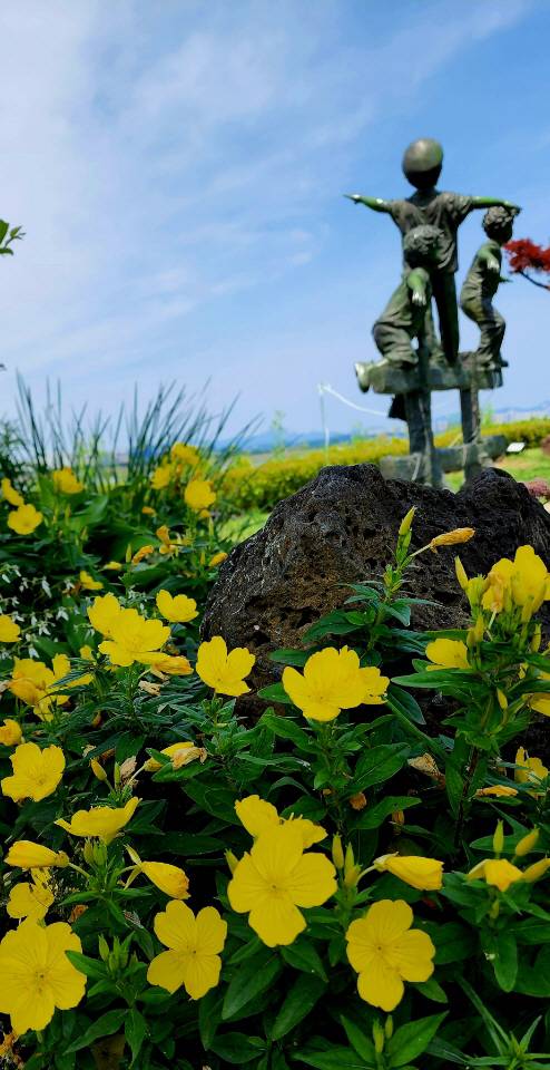 분홍낮달맞이꽃에 비해 꽃 크기가 작은 황금낮달맞이꽃. 꽃 색깔이 온통 노랗다. 2022년 6월12일 경기 남양주시 와부읍 프라움악기박물관.