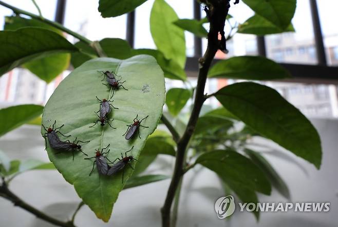 러브버그 올해는 서울 전역에 '본격 진출' (서울=연합뉴스) 박동주 기자 = 25일 서울 서대문구 한 가정집 화분에 붙어있는 러브버그. 
    지난해 여름 서울 은평구와 경기 고양시 등 북한산 주변에서 기승을 부린 '러브버그'가 최근 서울 곳곳에 출몰해 시민들이 불편을 호소하고 있다. 2023.6.25 pdj6635@yna.co.kr