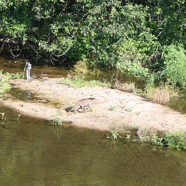 악어 목격담이 전해진 영주시 문수면 무섬마을 앞 내성천에서 영주시 관계자가 촬영한 삵의 모습. 영주시 제공