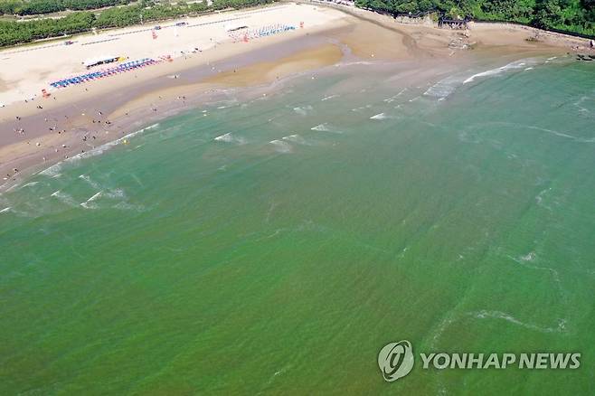 지난해 폭우와 가뭄이 만든 녹조 바다 [연합뉴스 자료사진]