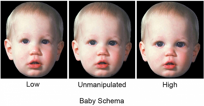‘아기 스키마(Baby Schema)’의 특징을 적게 가지고 있을 때(왼쪽 사진)보다 많이 가지고 있을 때(오른쪽 사진) 더 귀엽다고 느낀다. 미국국립과학원회보