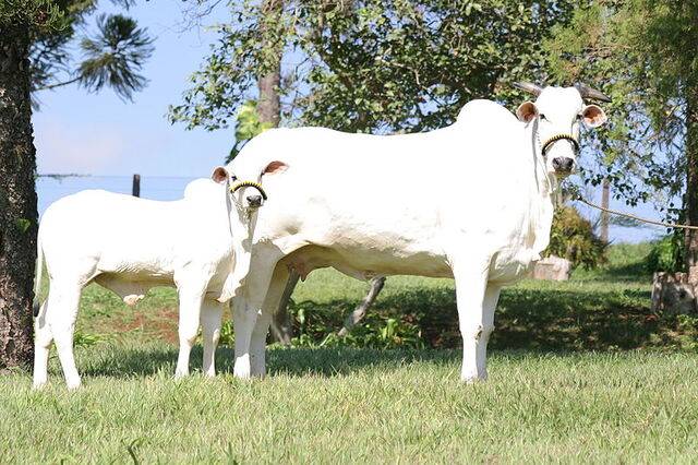 넬로르 품종의 소. 위키미디아커먼스