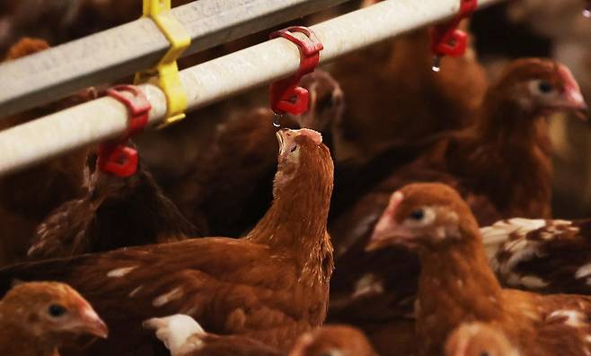 폭염이 기승을 부린 3일 오후 경기도 안성시 한 농장에서 물 먹고 있는 닭 [촬영 홍기원]