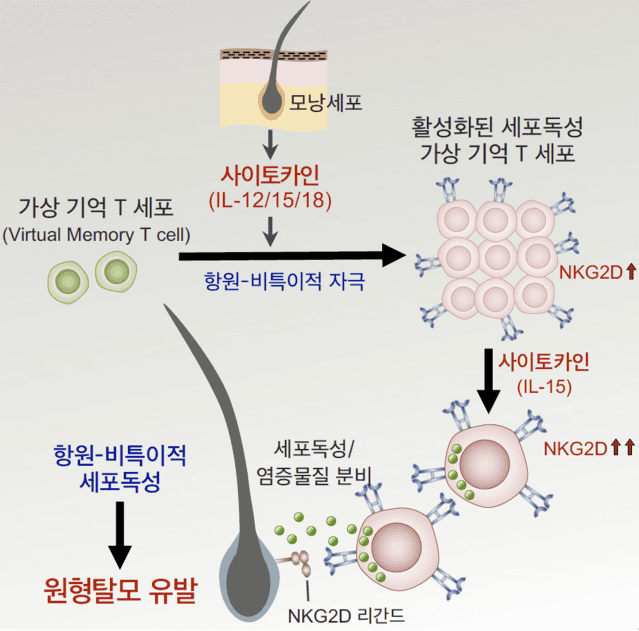 가상기억 T세포가 항원-비특이적인 사이토카인 자극을 받아 활성화되면 높은 세포독성능을 갖는 새로운 면역세포로 분화가 일어나고, 이 세포군이 세포독성 물질을 내보내 모낭을 파괴하여 원형탈모를 일으키게 된다. (자료=KAIST)