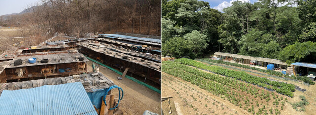 충남 아산에서 개농장을 운영하던 농장주 양아무개씨는 30년간 ‘식용 개’를 사육하다 지난 3월 폐업했다. 뜬장이 철거되기 전 농장 모습(왼쪽)과 밭 작물이 심어진 현재의 모습(오른쪽). 한국HSI, 김지숙 기자