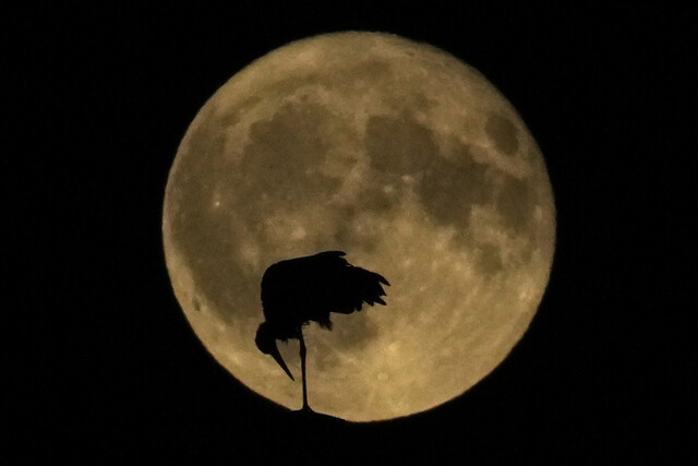 3일(현지시각) 이탈리아 밀라노 밤하늘에 ‘벅문’으로 알려진 슈퍼문이 떠오를 때 황새가 둥지에 서 있다. AP 연합뉴스