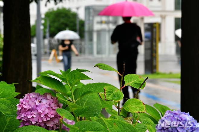 [광주=뉴시스] 이영주 기자 = 절기상 하지인 21일 오후 광주 동구 5·18민주광장에서 시민들이 우산을 쓴 채 수국 주변을 지나고 있다. 2023.06.21.leeyj2578@newsis.com