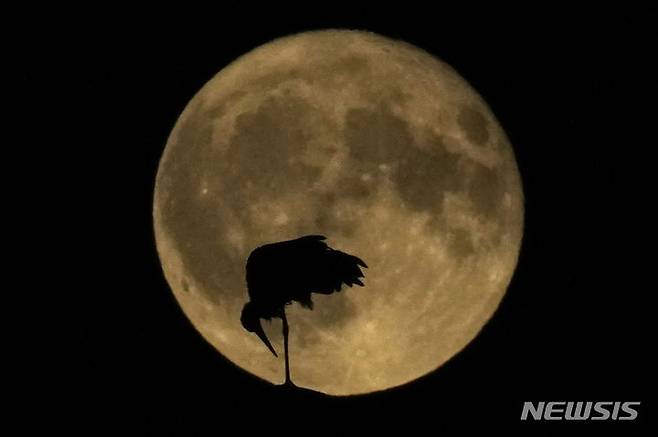 [밀라노=AP/뉴시스] 3일(현지시각) 이탈리아 밀라노 밤하늘에 슈퍼문이 떠오르는 동안 황새 한 마리가 둥지에 서 있다. 올해 첫 슈퍼문인 7월 보름달은 '벅문'(Buck Moon)이라고도 불린다. 2023.07.04.