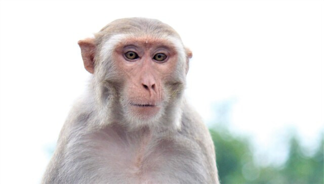 늙은 레서스원숭이(Rhesus Macaques).