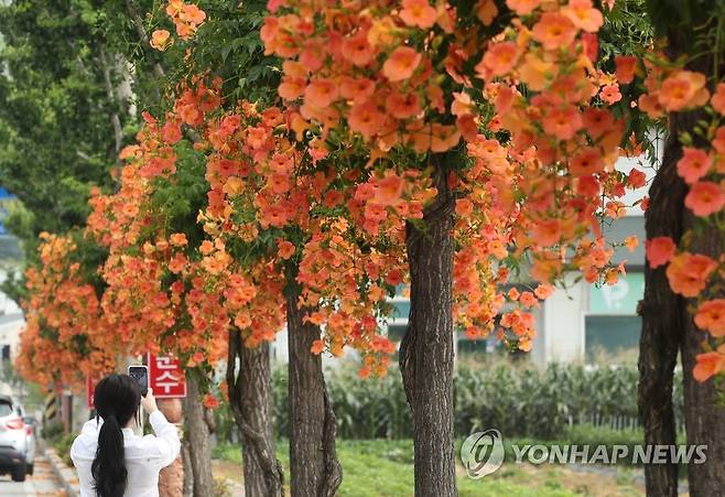 능소화 핀 거리 (강릉=연합뉴스) 유형재 기자 = 4일 강원 강릉시 내곡동 도로변에 여름꽃 능소화가 활짝 펴 눈길을 사로잡고 있다. 
    옛날에는 양반집 마당에만 심을 수 있어 양반꽃이라고도 불린다. 2023.7.4 yoo21@yna.co.kr