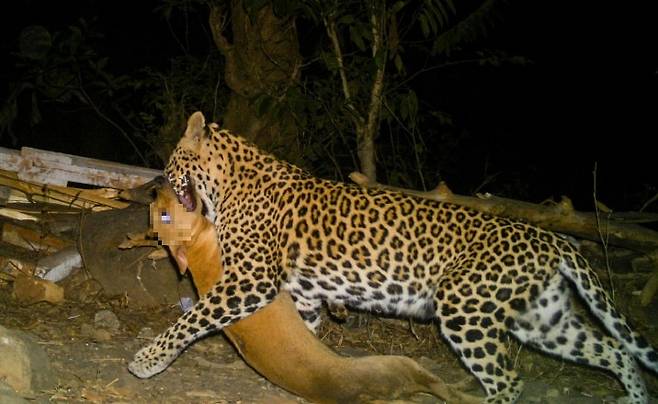 표범이 개를 사냥한 뒤 입으로 물고 어딘가를 향해 가고 있다. /Mongabay. Nikit Surve