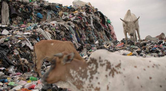 2021년 7월 방송된 KBS '환경스페셜'의 한 장면. 아프리카 가나의 수도 아크라에 쌓인 거대한 헌 옷 무덤 위로 소들이 풀 대신 합성섬유 조각으로 배를 채우고 있다. KBS 제공