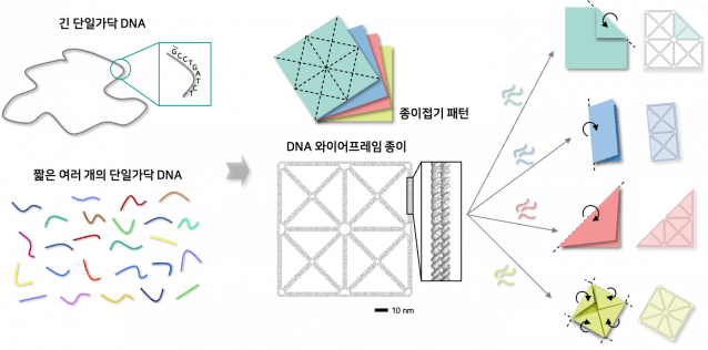 종이접기 패턴 형태의 디엔에이(DNA) 와이어프레임 종이 나노구조체 및 원하는 부분의 접힘을 통한 다양한 모양으로의 형상 변형 개념도 (자료=Nature, Harnessing a paper-folding mechanism for reconfigurable DNA origami)