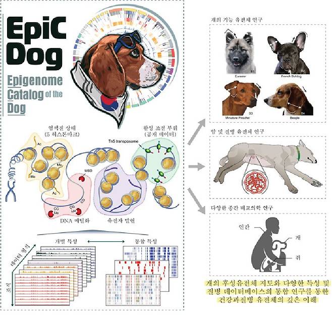 개의 후성유전체 프로젝트의 상징(왼쪽 위). 이번 프로젝트는 개의 조직 11개에 대해 DNA 후성유전체 지도를 작성했다(오른쪽). 이를 이용해, 다양한 개의 품종 유전체 연구, 암과 질병 연구, 그리고 종간 비교의학 연구 등에 광범위하게 활용될 수 있음을 보여준다./서울대 수의대