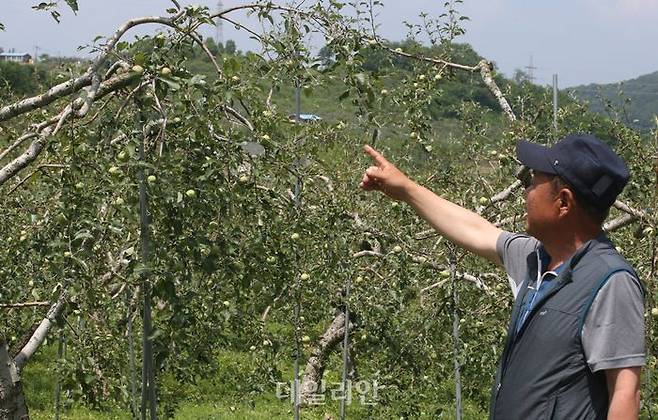 충북 충주시 동량면의 한 농민이 전날 내린 우박으로 망가진 사과농장을 가리키고 있다. ⓒ연합뉴스