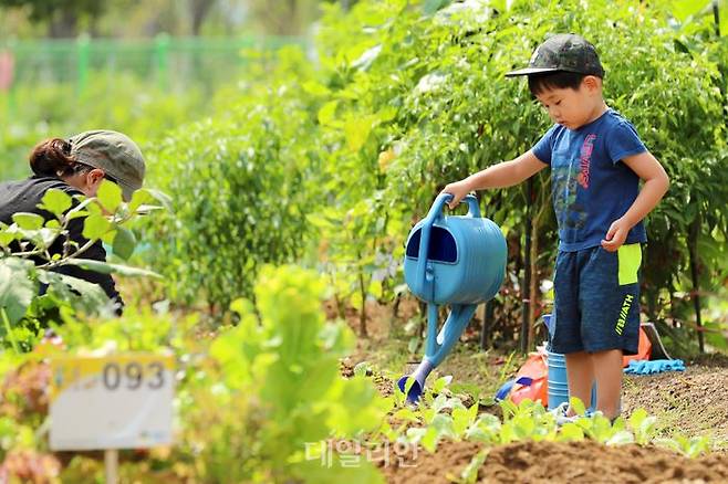 텃밭에서 시민들이 무와 배추를 심고있다. ⓒ뉴시스