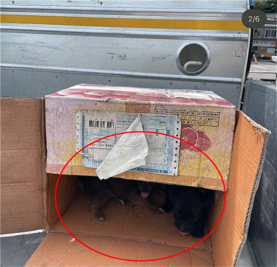 낡은 종이상자에 강아지 넷을 넣어 버리고 간 노인. 해가 쨍쨍한 땡볕에, 한껏 달구어진 트럭 위. 강아지들은 있는 힘껏 울고 있었고, 몹시 굶주려 있었다. 누군가 발견하지 않았다면 그대로 강아지별이 됐을 생명들. 그러나 세상엔 버리는 인간만 있는 게 아니라, 구하는 분도 있었다./사진=김재이씨 제공
