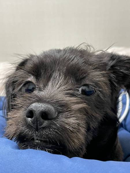 멋지게 잘 커준 까망이./사진=김재이씨 제공