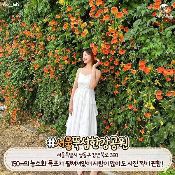 능소화 명소 서울 뚝섬 한강공원 /&nbsp;@u__hd2&nbsp;