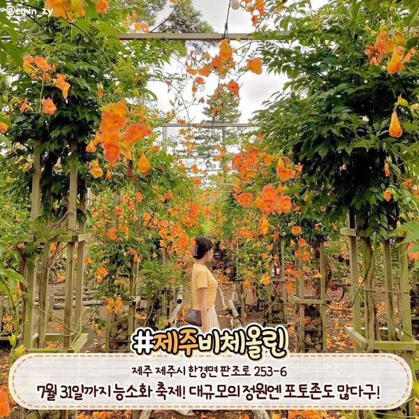 능소화 명소 제주 비체올린 /&nbsp;@emin_zy&nbsp;