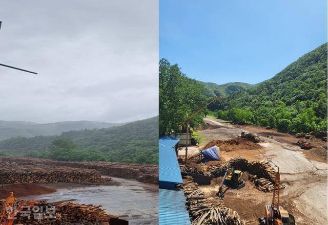 강원 삼척시에 있는 펄프용 우드칩 생산업체의 야적장. 지난해 6월(왼쪽사진)에는 야적장 가득히 나무들이 쌓여 있지만 약 1년 만인 올 5월(오른쪽) 목재 수급난으로 야적장 대부분이 텅 비어 있다. 삼척=나주예 기자