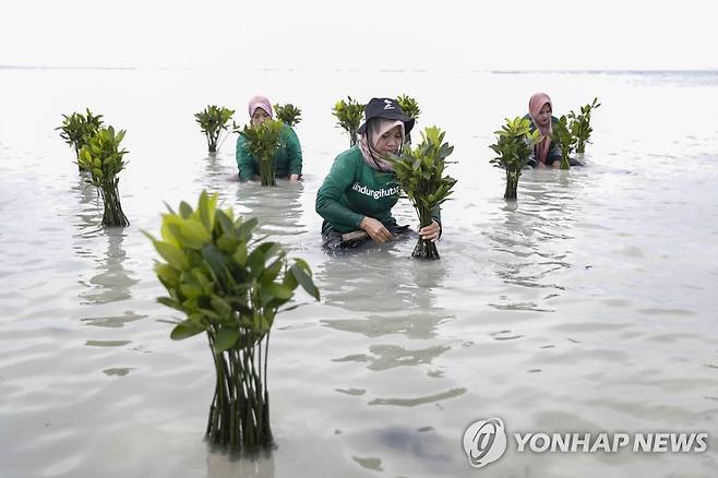 '해수면 상승' 해변 보호하려 맹그로브 나무 심는 인도네시아 주민 [EPA 연합뉴스]