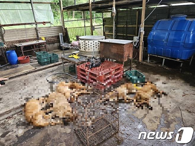 (수원=뉴스1) 진현권 기자 = 경기도 민생특별사법경찰단은 여름철 복날을 앞두고 개 불법 도살 등이 있을 것으로 우려되는 지역을 집중 단속한다고 9일 밝혔다.(경기도 제공)