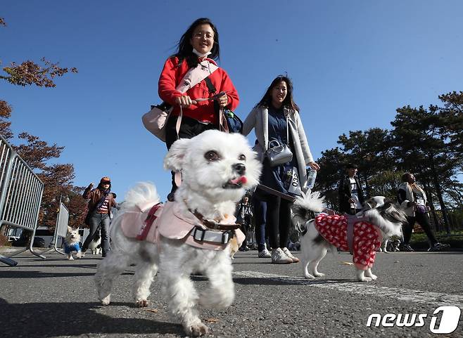 산책하는 반려견.(자료사진)ⓒ News1 DB