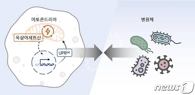 연구 모식도(KAIST 제공)/뉴스1